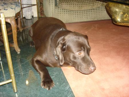 mi perro mon chien